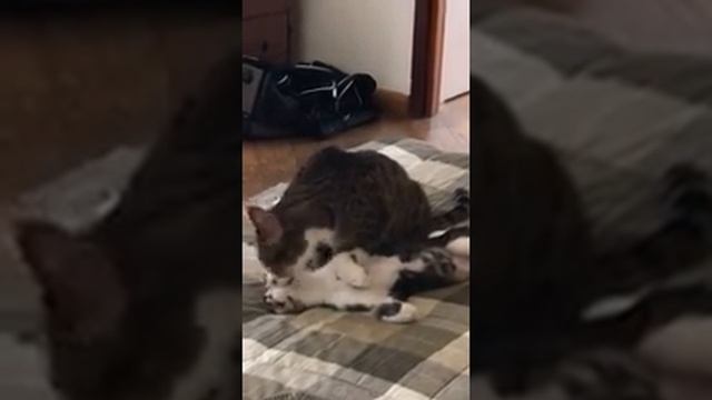 True Love❤️ взрослый кот заменил маму котенку,которого подобрали на улице смотреть онлайн