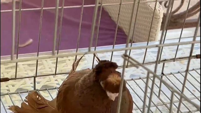 Богатые любят таких голубей. Двухчубые голуби. Tauben. Pigeons. Palomas. Pombos. 비둘기. کبوترها.