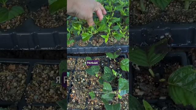 Наш канал в телеграмм «Реальный садовод» #питомникрастений #бизнесснуля смотреть онлайн