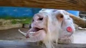 Козёл смешно дергает языком и издаёт забавные звуки