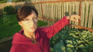 Видео привет с 6 соток 20 августа 2024 года.