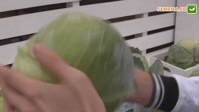 Сторидор F1 капуста (Syngenta) смотреть онлайн