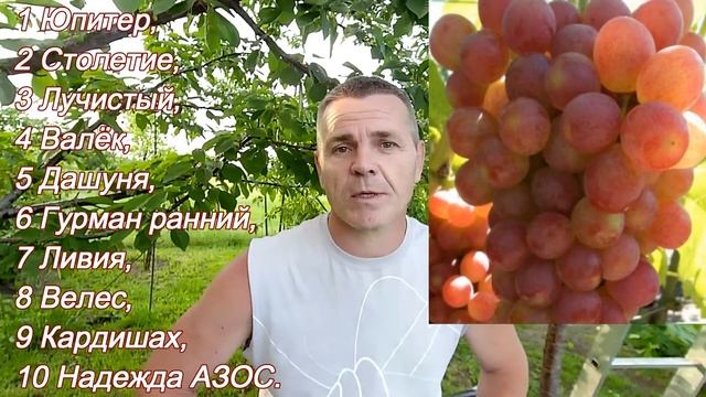 Моя десятка лучших виноградных сортов и ГФ. смотреть онлайн