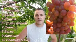 Моя десятка лучших виноградных сортов и ГФ.