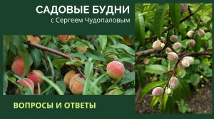 Садовые Будни с Сергеем Чудопаловым. Вопросы и ответы