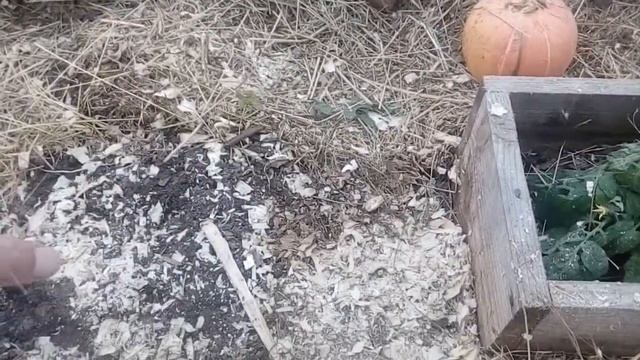 Сорта томатов для теплицы. Фитофтора осенью нестрашна! смотреть онлайн