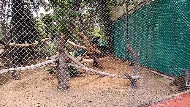 pikoko dance смотреть онлайн