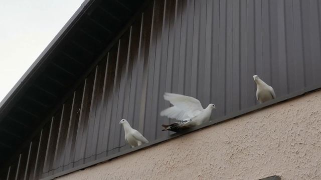 Два голубя взлетели и тут же Сапсан/Two pigeons flew and right there Peregrine смотреть онлайн