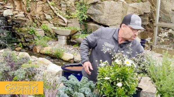 Let's Talk Autumn Color in the Garden 🌈 Garden Guru Sean at The Gardener's Center