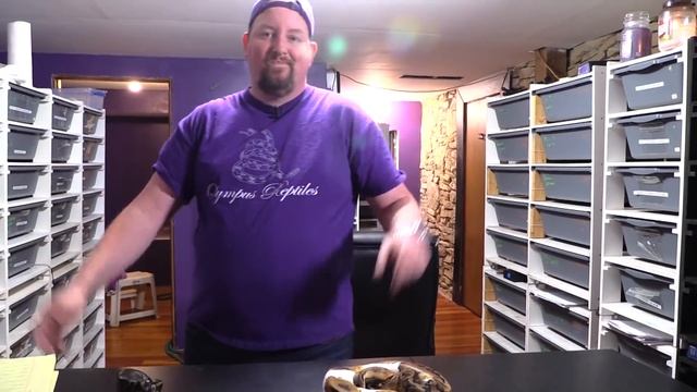 Ball pythons investing. Recessive?? Incomplete Dominant? Do I buy snakes for $10,000?? смотреть онлайн