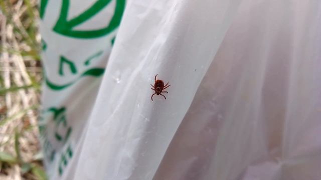 Клещ ползёт по пакету смотреть онлайн