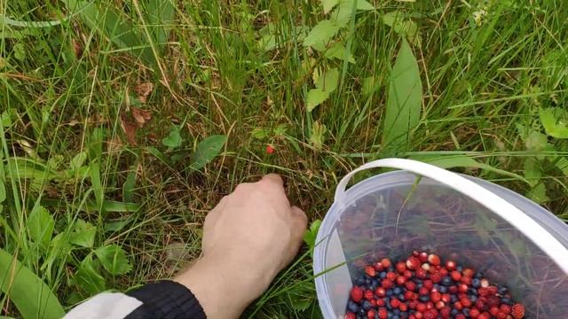 Лесная земляника!!! Ягода леса. смотреть онлайн