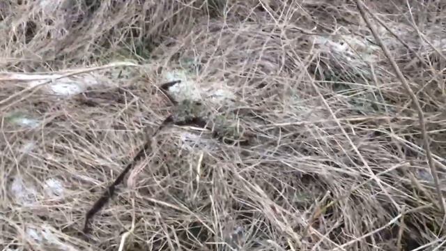 Земля промерзает все глубже!!! Как домой так отличные находки!!! смотреть онлайн