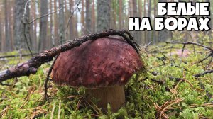 СБОР БЕЛЫХ ГРИБОВ БОРОВИКОВ ЛЕТОМ ПО БОРАМ! ТИХАЯ ОХОТА 2021