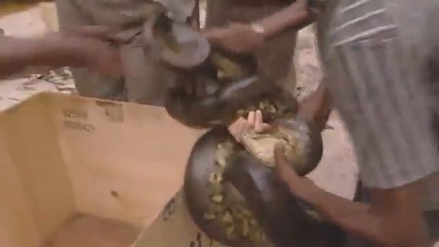 змея напала на девушку смотреть онлайн