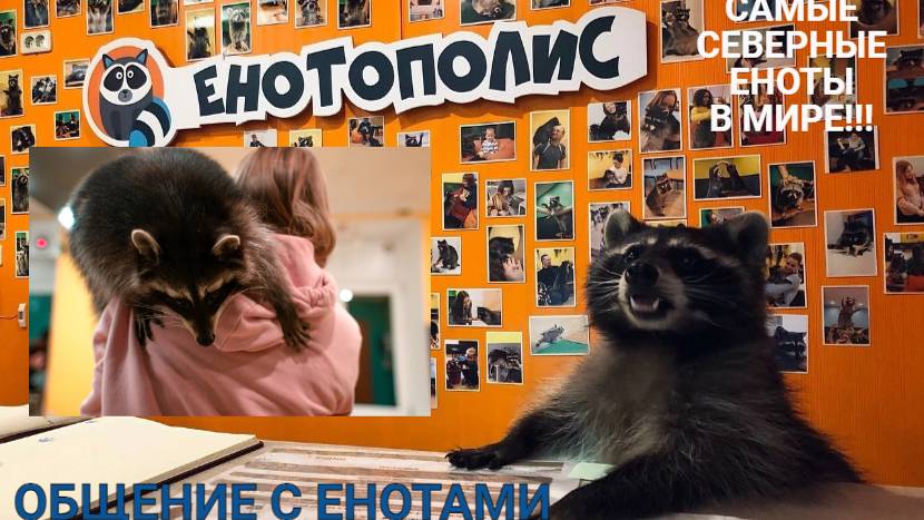 Путешествие по Мурманской области. Енотополис город Мурманск, Ленина 95. #путешествие #енототерапия смотреть онлайн