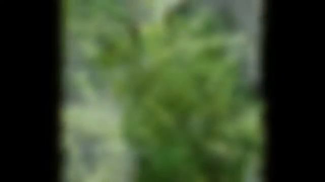 Любимые цветы и растения-Аморфа карликовая смотреть онлайн