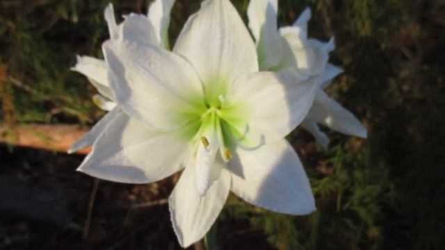 White Nymph Amaryllis Hippeastrum смотреть онлайн