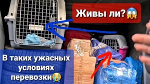 Доехала ли Ночка с Тосей? Забираем Зоомобиль с обклейки! Едем встречать Ночку