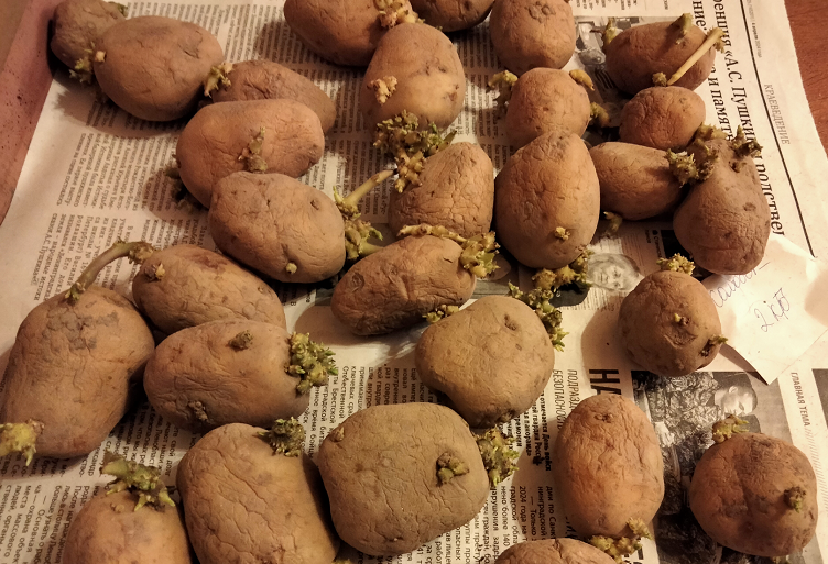 Семенной картофель: супер – элита «Удача» и «Колобок» смотреть онлайн