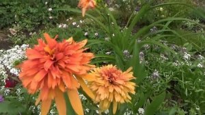 Эхинацея. Надежные сорта. Как вырастить и с чем сочетается в саду.