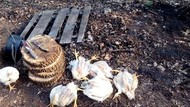 Лайфхак для забоя бройлеров//Самый простой конус для забоя смотреть онлайн