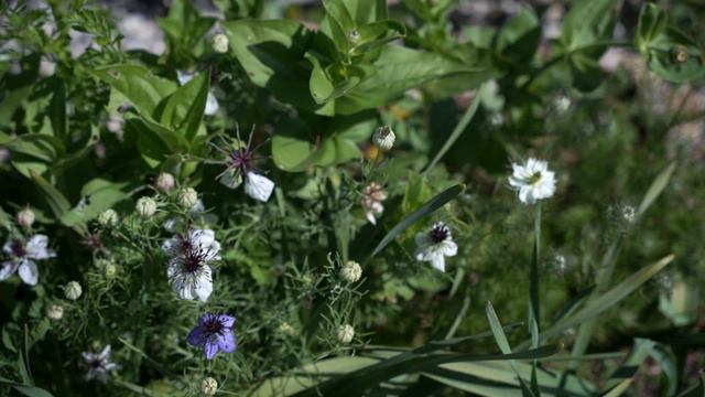 Zinnia Growing 101: How To Grow Gorgeous Zinnias 🌸 смотреть онлайн