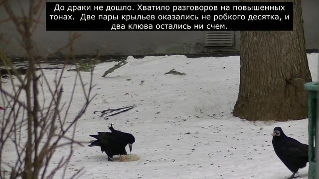 Крылья, клювы, два грача. Часть 2-я. смотреть онлайн