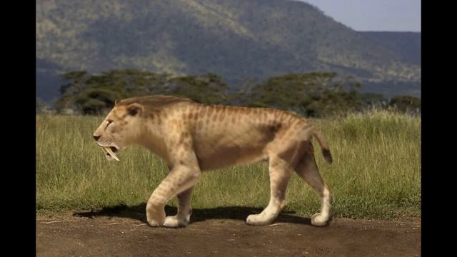 Выпуск 80.Смилодон-тигр с БОЛЬШИМИ клыками смотреть онлайн