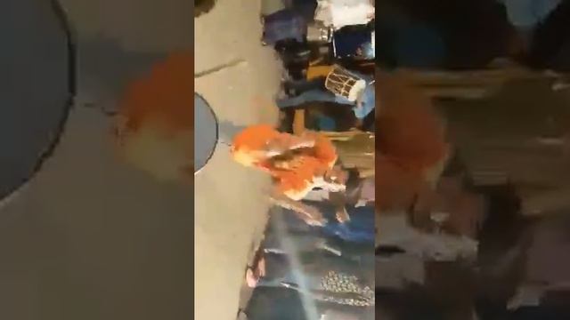 Hyderabadi Marfa dance смотреть онлайн