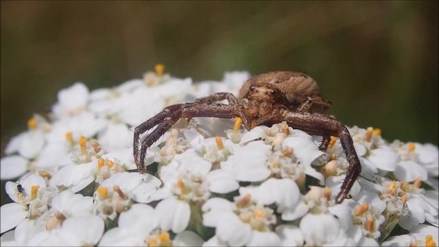 Steppestruikkrabspin (Xysticus bifasciatus) смотреть онлайн