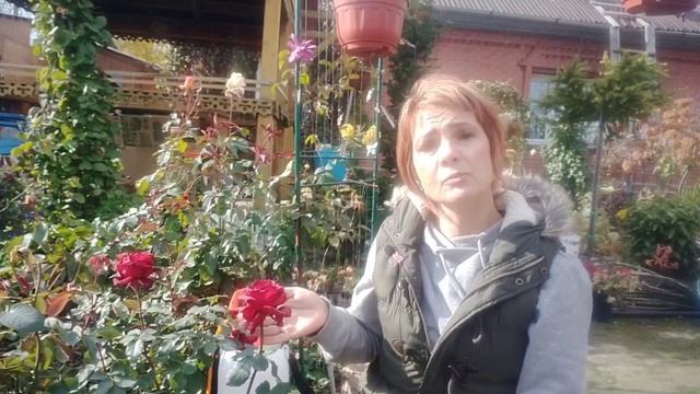 ПОДГОТОВКА РОЗ К ЗИМЕ . смотреть онлайн