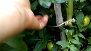 Помидоры сорта Медвежья Кровь радуют,а вот сорт Полным полно не очень.