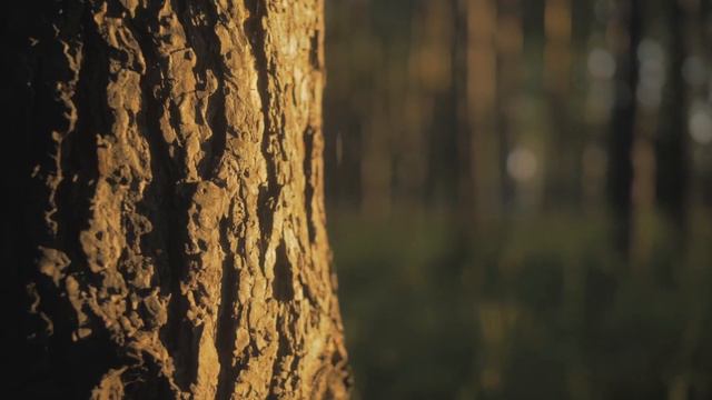 Удовольствие от тишины - ваша привилегия в Новом Кедровом смотреть онлайн