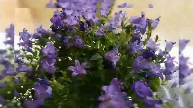 Meteola    метеола белая