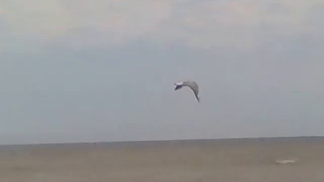 Почему люди не летают,как птицы! смотреть онлайн