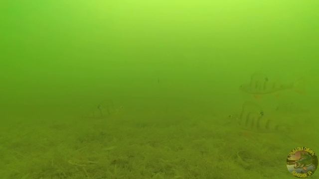 Зимняя рыбалка на окуня Окунь на балансир Подводная съемка Озеро Чаны смотреть онлайн
