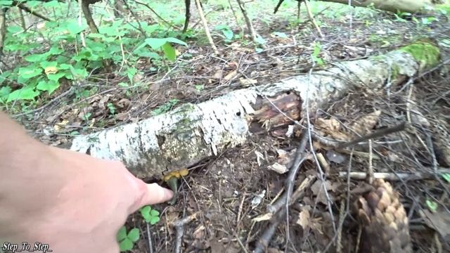 Пошли на разведку и нашли БЕЛЫЕ. ГРИБЫ в июле 2020. смотреть онлайн