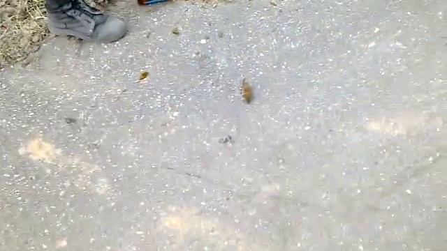 Мышка полёвка... смотреть онлайн