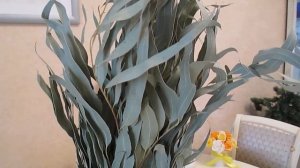 Эвкалипт???