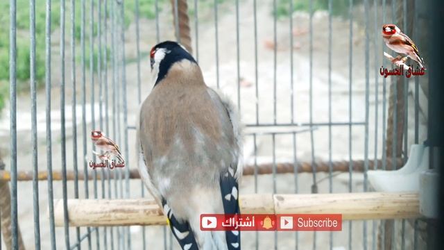 ما اروع تغريد الحسون. اسمع واستمتع تغريد المقنين البري смотреть онлайн