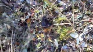 заготовка сабельника болотного