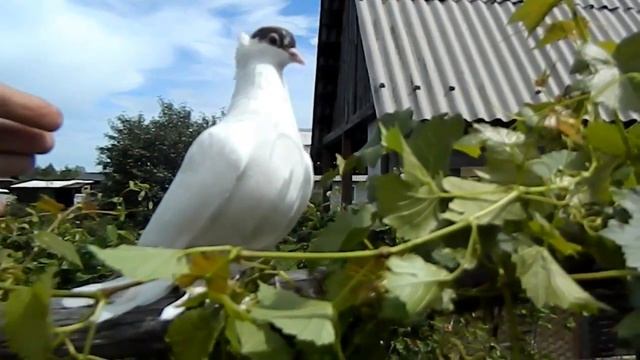 ГОЛУБИ НА ДАЧЕ - КРАСАВЕЦ БЕЛЫЙ И ДИКИЙ смотреть онлайн
