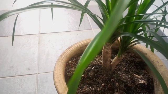 Personal Plant Collection: Dracaena Anita смотреть онлайн