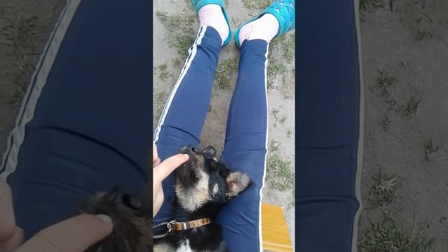 Прикол спящий пес смотреть онлайн