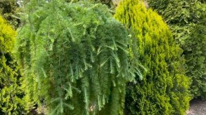 Хвойные в моем саду