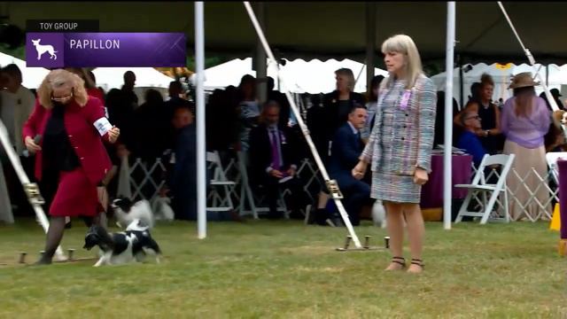 Papillons | Breed Judging 2022 смотреть онлайн