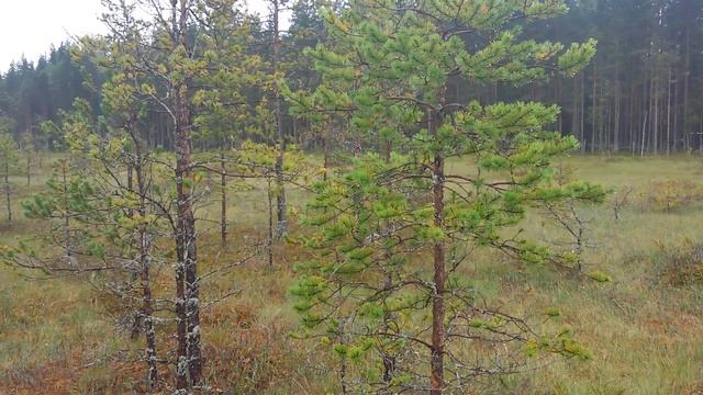 Размер обманчив? Сосны на болоте. смотреть онлайн