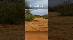 Змея нападает! Russian lizard 🦎!Мангуст vs кобры!