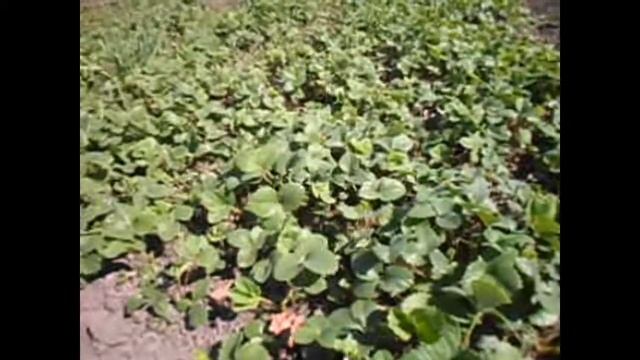 Рыбные котлеты в томатно-овощной заливке .Готовить такие котлетки можно из любой рыбы